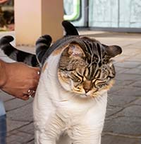 Тайны кошачьего поведения: как понимать своего кота и укрепить взаимоотношения