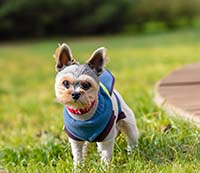 Тренды в моде для собак в этом сезоне: как одевать вашего пушистого питомца с умом