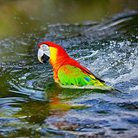 Природные лечебные средства для здоровья вашей птицы: от клетки до питания