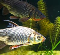 Можно ли держать в аквариуме обычного карася?
