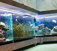 Захватывающие моменты в мире аквариумистики: участие в конкурсах и выставках