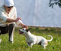 Собаки и здоровый образ жизни: как физическая активность и правильное питание влияют на здоровье собаки