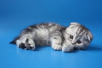 Чем кормить шотландского котенка: питание вислоухих шотландских котят