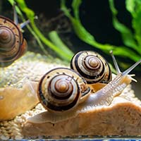Улитки в аквариуме: польза и потенциальный вред