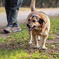 Специализированные диеты для питомцев: как поддерживать здоровье и лечить болезни через питание?