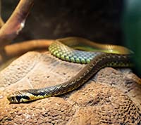 Уход за экзотическими домашними животными: Секреты и особенности