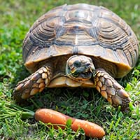 Особенности содержания сухопутной черепахи