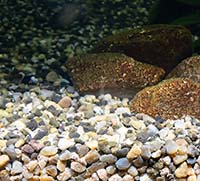 Какой грунт лучше всего для аквариума?