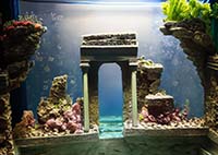 Аквариум и декор: как выбрать аксессуары для создания уникального подводного мира