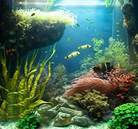 Аквариумные растения: секреты заботы и ухода, чтобы ваш аквариум процветал