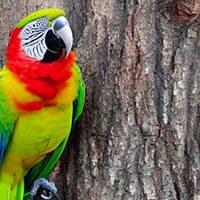 Забавные факты о попугаях: как познакомиться и обучить вашу птицу разговору