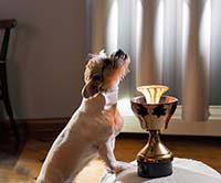 Ароматерапия для собак: как использовать эфирные масла для поддержания здоровья и хорошего настроения вашего питомца