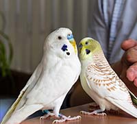 Попугаи-говоруны: как обучить попугая разговаривать и понимать команды