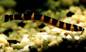 Акантофтальмус (Acanthophthalmus)