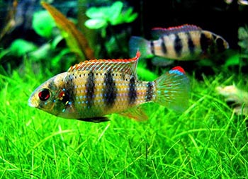 Аномалохромис (Anomalochromis)