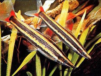 Аностомус (Anostomus)