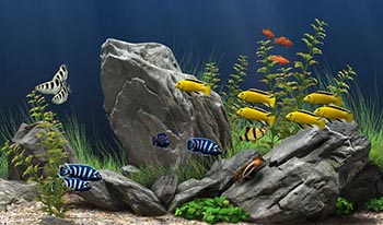 Аквариум