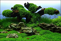 Акваскейпінг — сучасне мистецтво оформлення акваріума