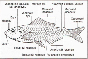 Анатомия рыбы