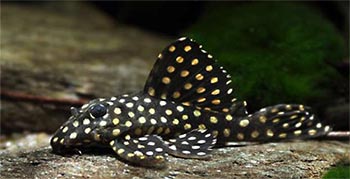 Анциструс (Ancistrus)