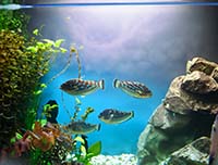 Рыбки для аквариума без фильтра: Как сделать правильный выбор