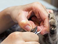 Как подстричь когти непослушному коту