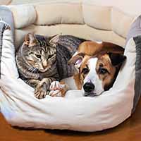 Лежаки для кошек и собак: Как выбрать удобное место для лежака?