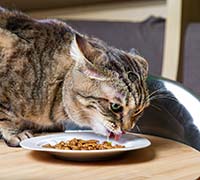 Влажные корма для котов: Кормить ли ими постоянно?