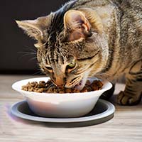 Как выбрать корм для стерилизованных кошек: Секреты правильного выбора