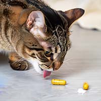 Забота о здоровье кошек: как выбрать качественные витамины и добавки