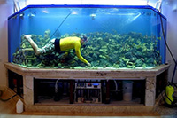 Як часто і правильно мити акваріум