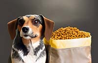 Как выбрать корм для собаки по составу: Ключевые аспекты здорового питания