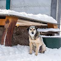 Уход за собаками в холодное время года