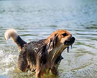 Собаки и лето: Как обеспечить им комфорт и безопасность в жаркие месяцы