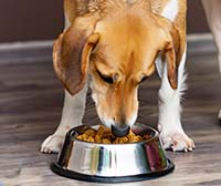 Корм для собак Brit: Преимущества и недостатки