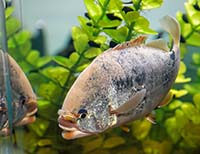 Сколько дней могут продержаться аквариумные рыбки без еды: Понимание и рекомендации