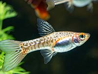 Рацион гуппи: основные принципы