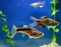 Топовые виды рыб для начинающих аквариумистов