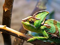 Террариум как маленький мир: создание комфортных условий для рептилий