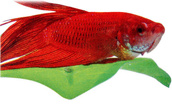 Спят ли аквариумные рыбки?