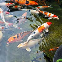 Карпы Кои. Японские гости в вашем пруду