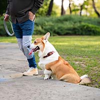 Корги: Содержание и уход