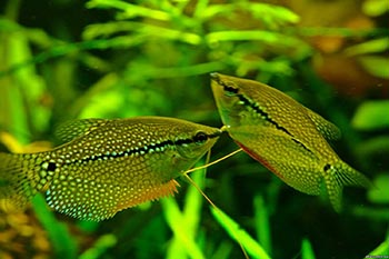 Лабиринтовые рыбки: гурами, петушки, макроподы