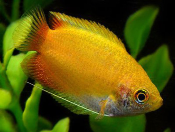 Лабиринтовые рыбки. Общая характеристика