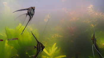 Мутная вода. Что делать?