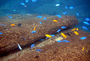 Озеро Малави