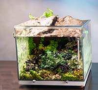 Уход за палюдариумом: гармония между водой и сушей