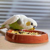 Секрети ухода за декоративными птицами: чем кормить и как ухаживать