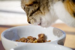 Как и чем правильно кормить кота и кошку - рекомендации и полезные советы