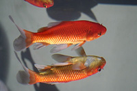 Чому вмирають/помирають акваріумні рибки